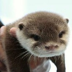 otter