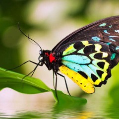 Yen Ing Tawang - Retno's Rendition