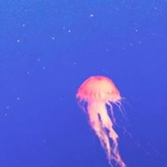 中島由里加