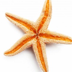 Jordan Summerfield 2