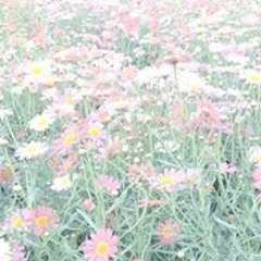 Munia_