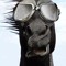 Percheron De Chapelles