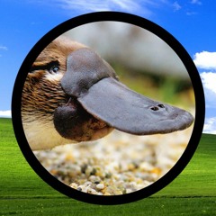 Platypus XP Recording