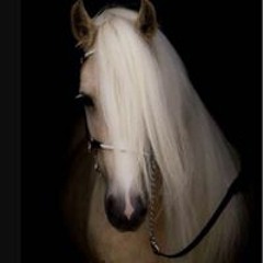 عزيز العتيبي