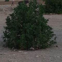 Waleed Shaban