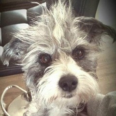 mydogscraps