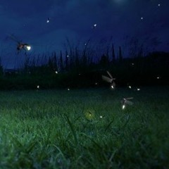 dancing firefly