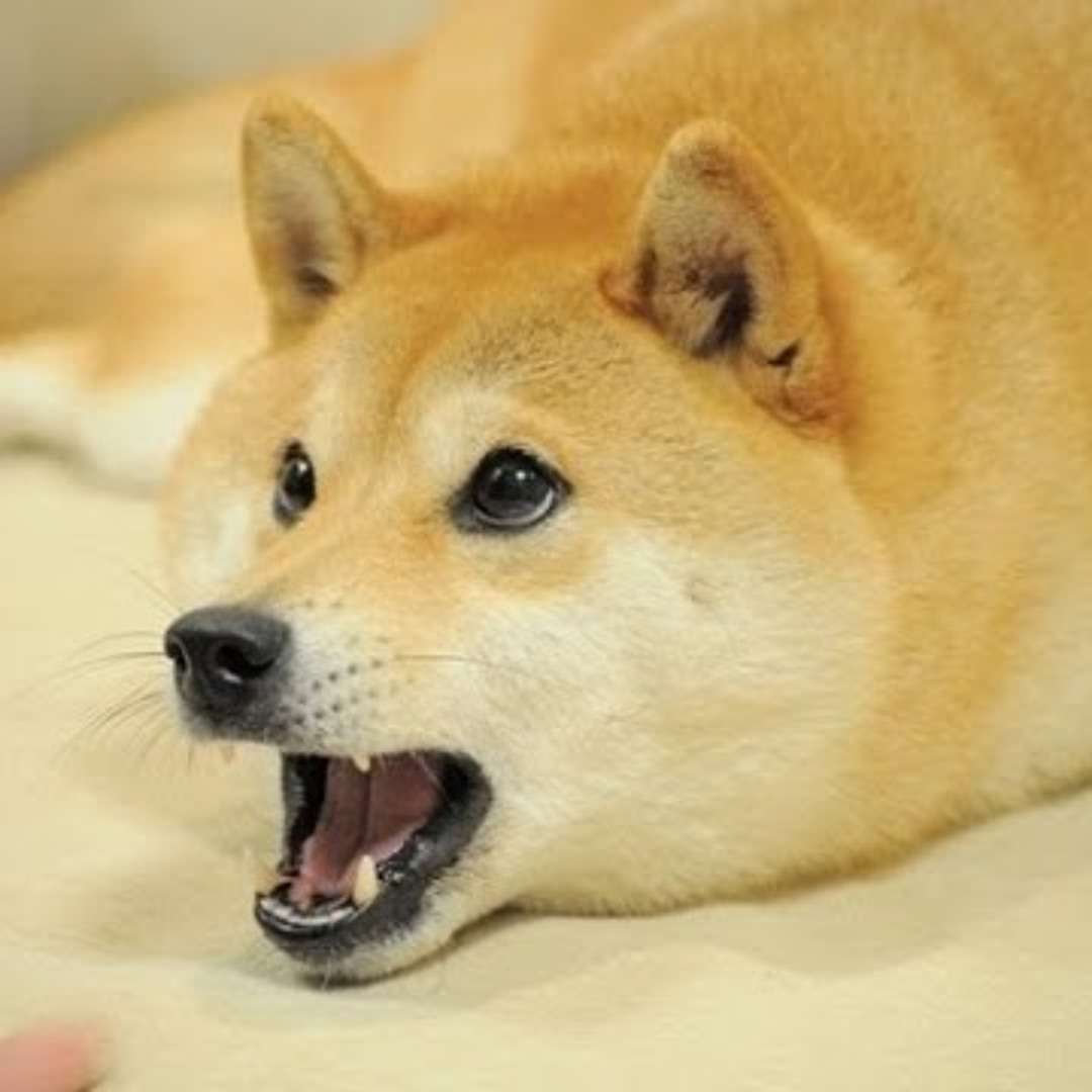 Stream PupperBot music | Listen to songs, albums, playlists for free on ...
