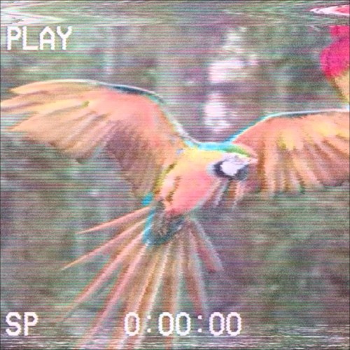 Bird Calls’s avatar