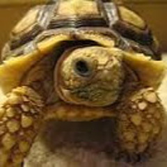 Eccentric Tortoise