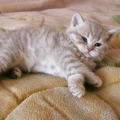 Марк Широков