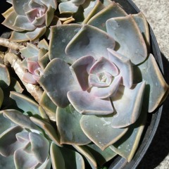 Vai