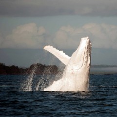 Whitewhale