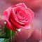 Joza Noor Al Deen