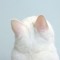 catxplora
