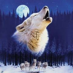 Kool Wolf