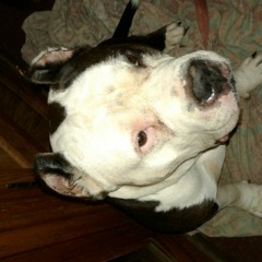 lovepitbulls100💕💕💕