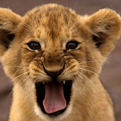 simba's rawr