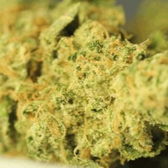 Stoner Wars, Are You Ready