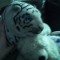 tigress