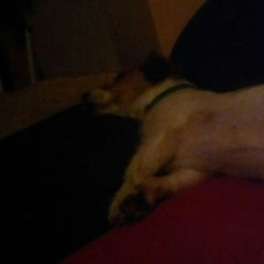 Voll Volka