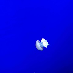 jellyfish
