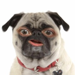 rachelsbot