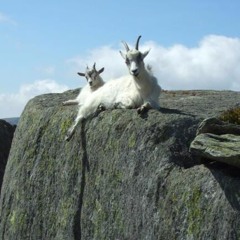 goat_boi