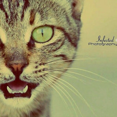 Bisan Awir