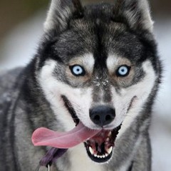 DJ Husky