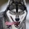 DJ Husky