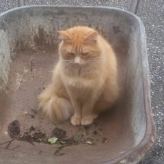 Faphi & die Strizzis