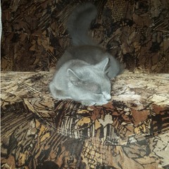 Chirila Calin