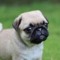 Puggy Maxx Augustine