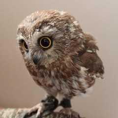 sento owl