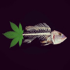 hashfish