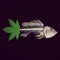 hashfish