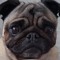 frankthepuggie