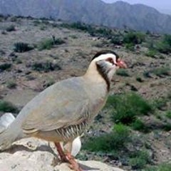 تيسير تيسير