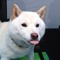 blep-grande