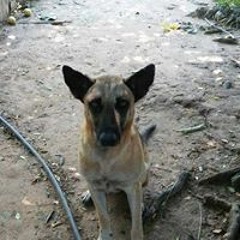luis
