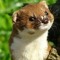 Weasel Radio