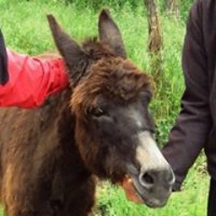 Stella Duvillagedelaigle