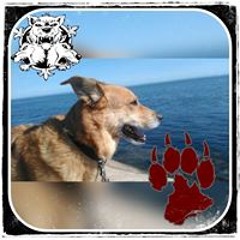 Robert Katana Quettier