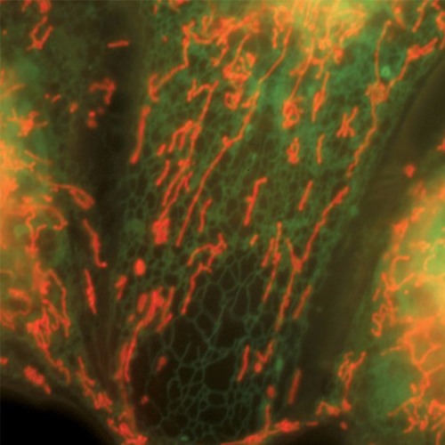 Woolfy VS Projections - We Were There