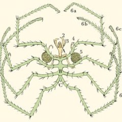 The Sea Spiders