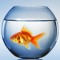 Fishbowl Gang