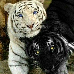 White Tiger