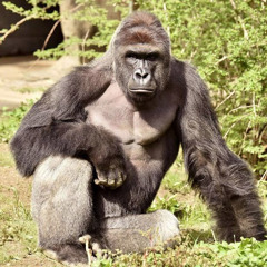 Harambe The legend