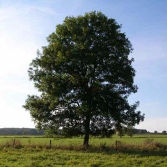 A Tree.